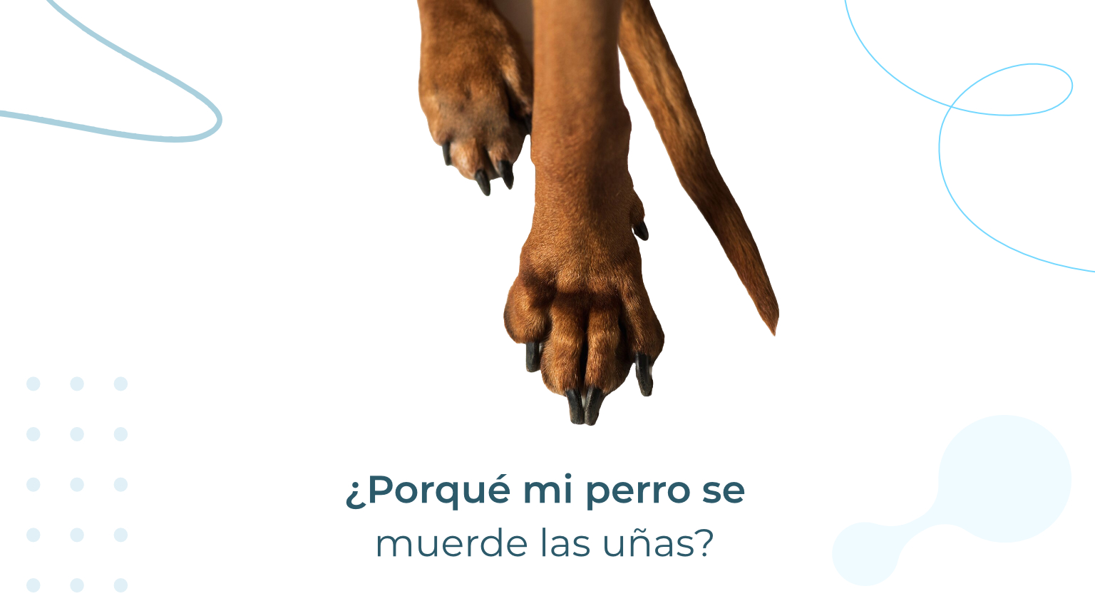 Porqu Mi Perro Se Muerde Las U As Delta Life