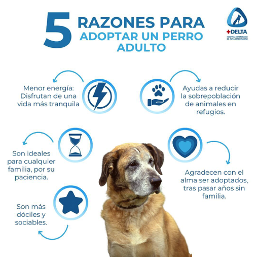 5 Razones Para Adoptar Un Perro Adulto Delta Life