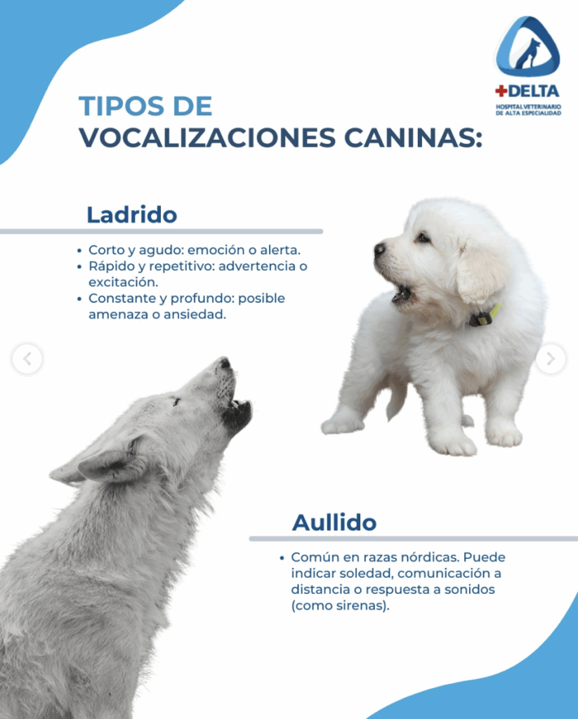 ¿Qué significan las vocalizaciones de tu perro?