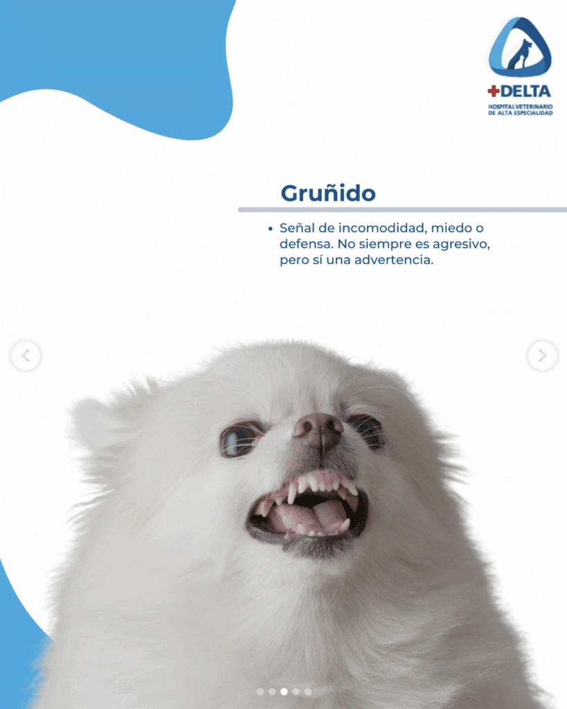 ¿Qué significan las vocalizaciones de tu perro?