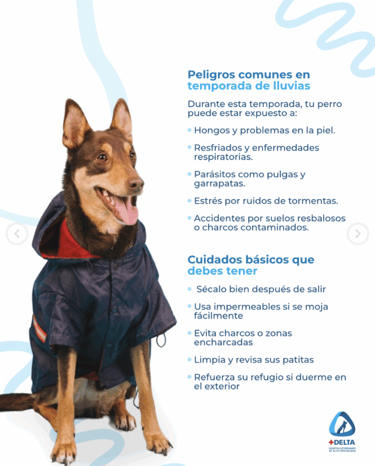 ¿Sabías que la salud de tu perro se puede ver afectada por las lluvias?